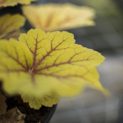 HEUCHERA